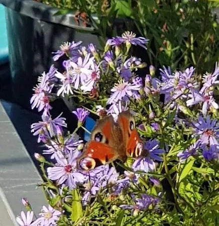 Wheelhouse Euphrate Houseboat Amsterdam