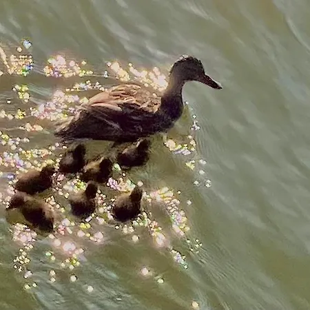 Bed & Breakfast Wheelhouse Euphrate Houseboat