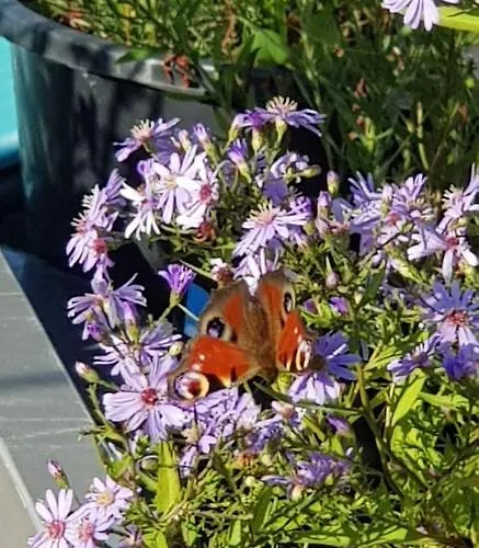 Wheelhouse Euphrate Houseboat Amsterdam