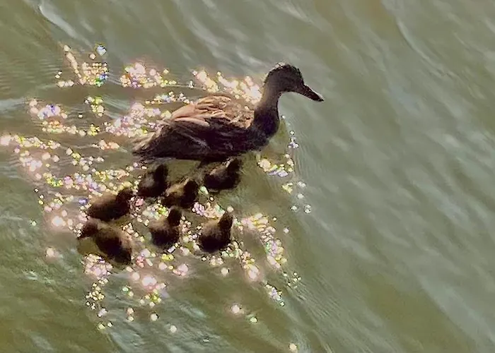 Bed & Breakfast Wheelhouse Euphrate Houseboat